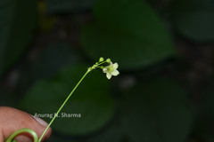 Tylophora pauciflora